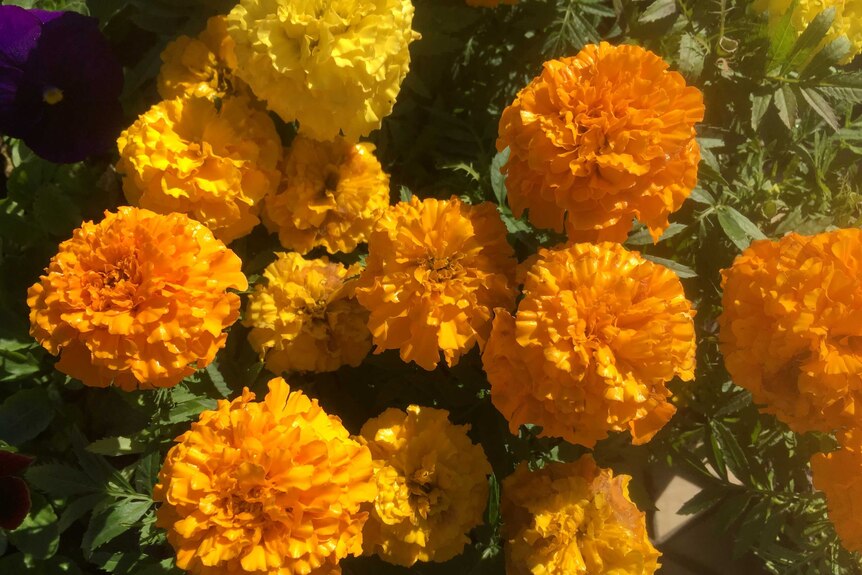 Photo of orange and yellow marigolds.