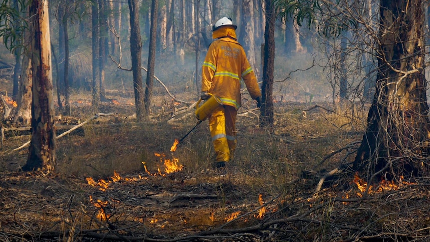 A fire fighter in PPE gear walks through a forest with a burner