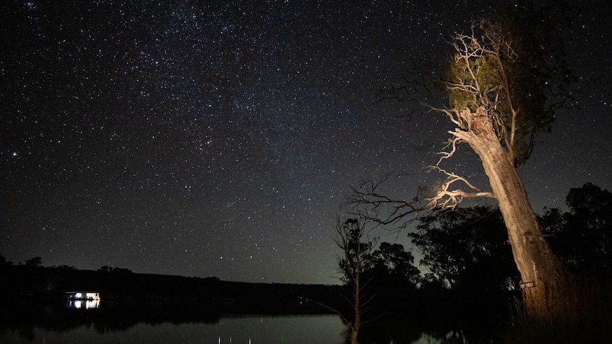 Night sky with stars and a tree that has been lit.