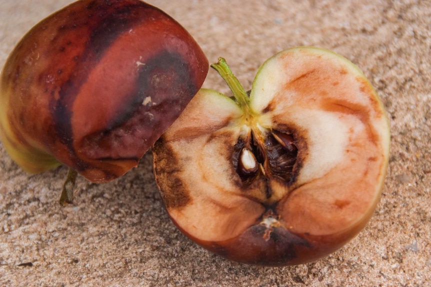 A burnt apple cut in half to show the damage.