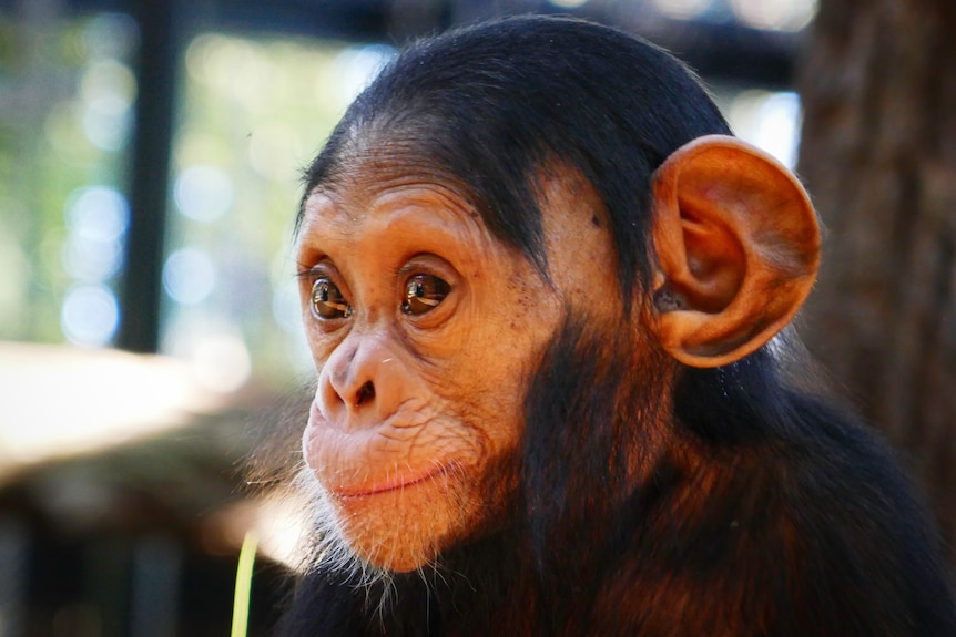 Close up of a 6 month old baby chimpanzee