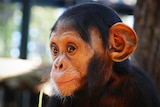 Close up of a six-month-old baby chimpanzee.