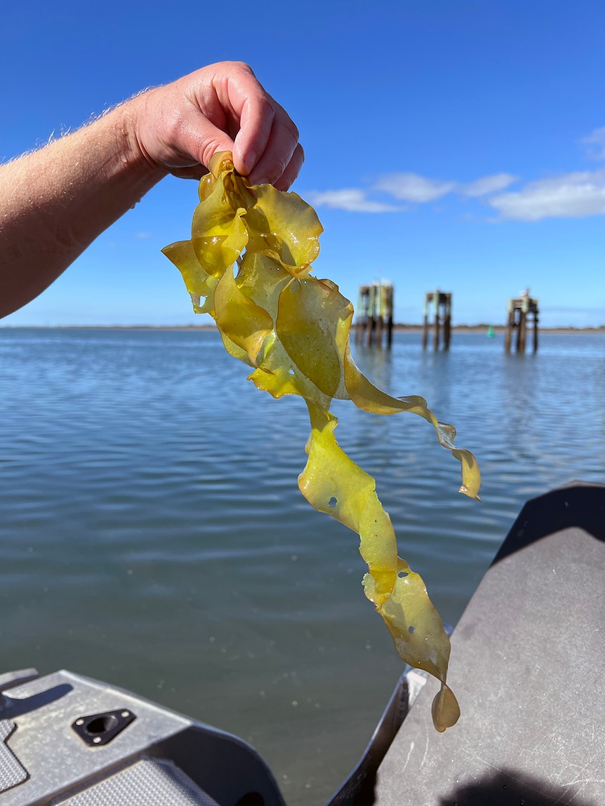 A hand holds green frilly seaweed in the air, with a blue lake in the background.