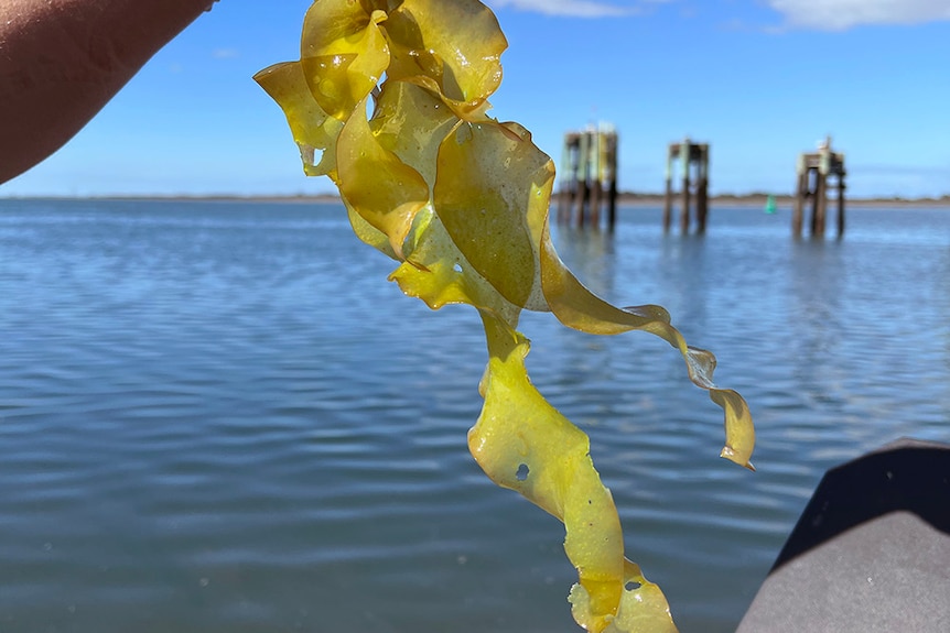 A hand holds green frilly seaweed in the air, with a blue lake in the background.