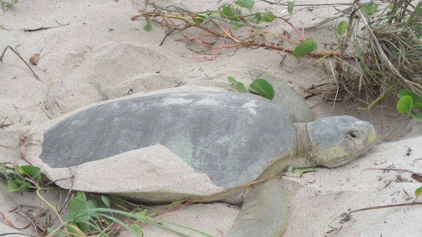 A close-up of a flatback turtle lying in sand.