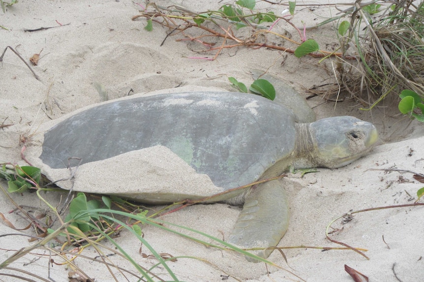 A close-up of a flatback turtle lying in sand.