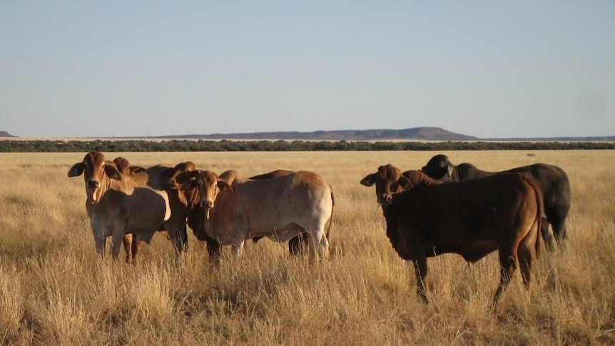 Cattle on the plains near Birdsville