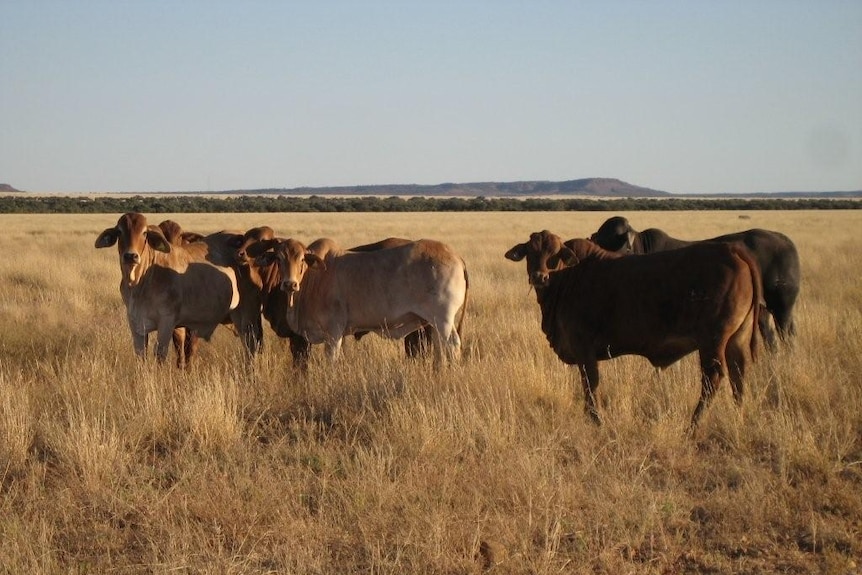 Cows standing in a field.