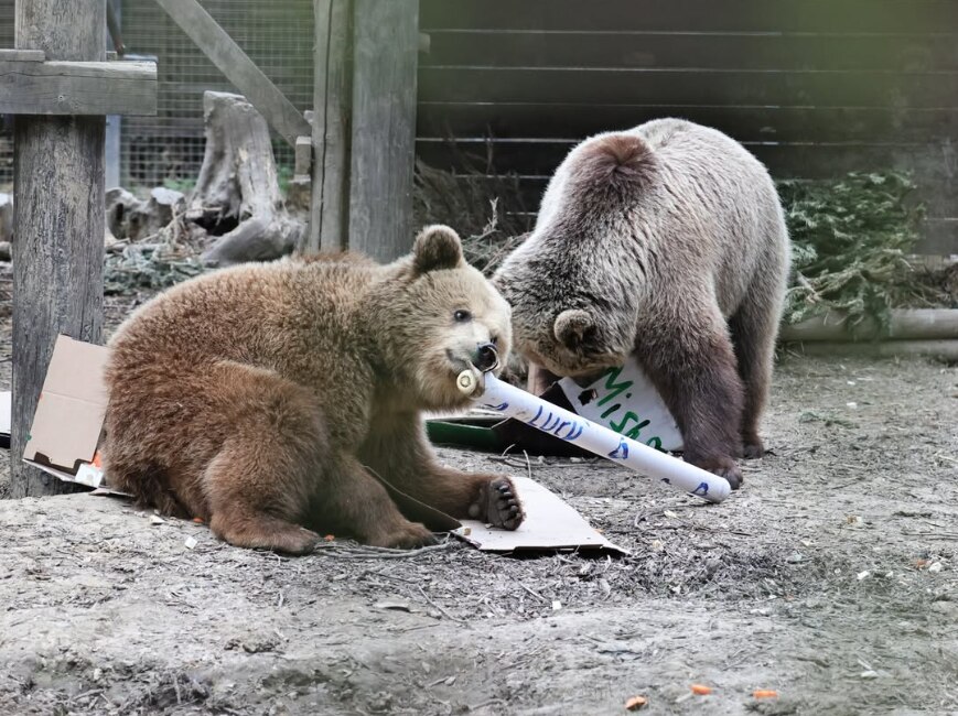 Two brown bears escape enclosure and eat week's worth of honey ABC News(02)