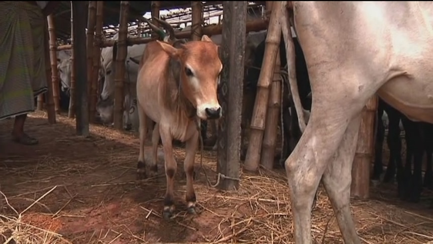 Smuggling Indian cows to Bangladesh