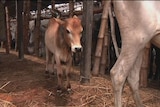 Smuggling Indian cows to Bangladesh