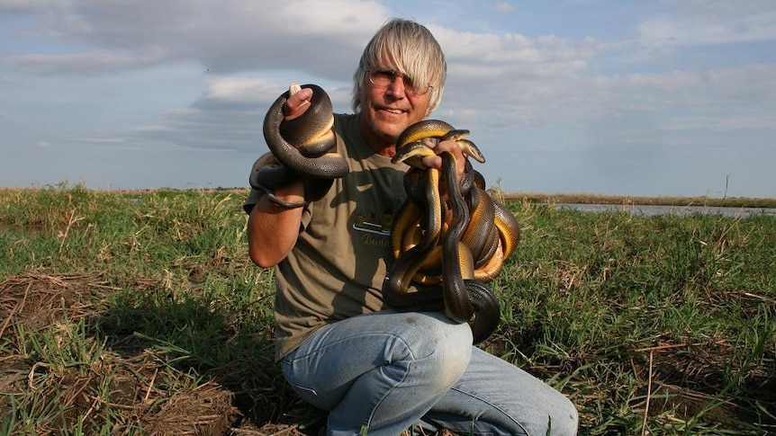 Ecologist Thomas Madsen handles several water pythons which are wrapped around each arm