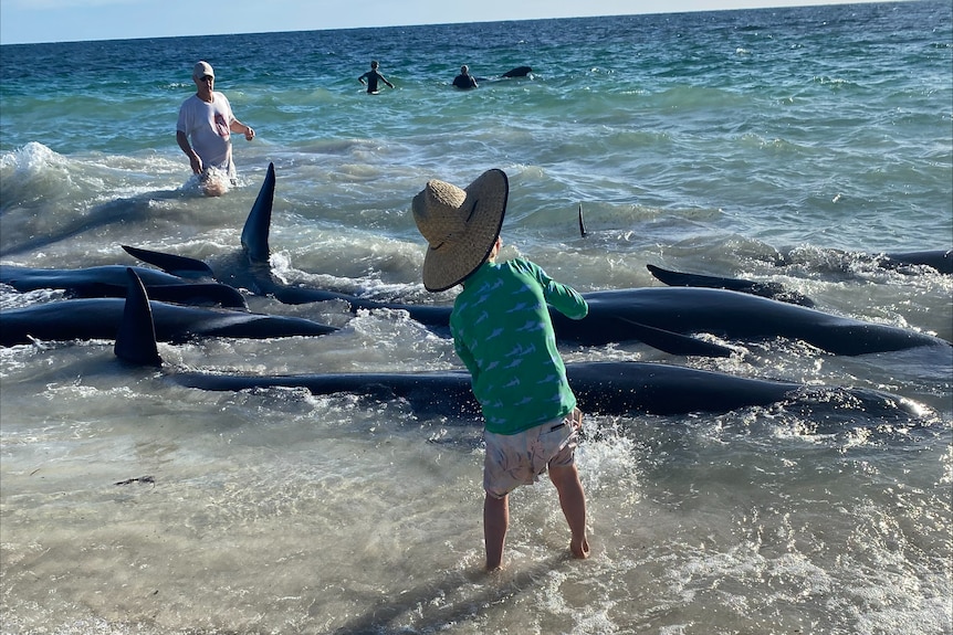 A small child stands in shallow water on a beach alongside a number of pilot whales after they became stranded on the beach.