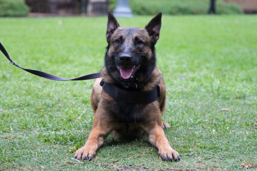 Belgian Malinois dog Rafa