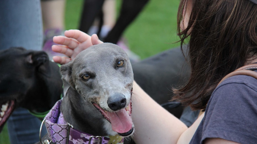 Greyhounds at Southbank