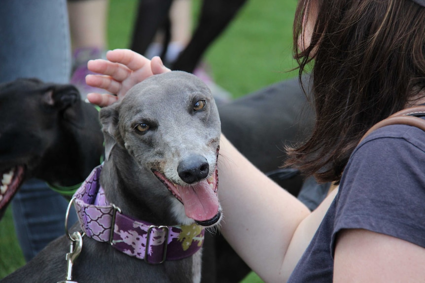 Greyhounds at South Bank