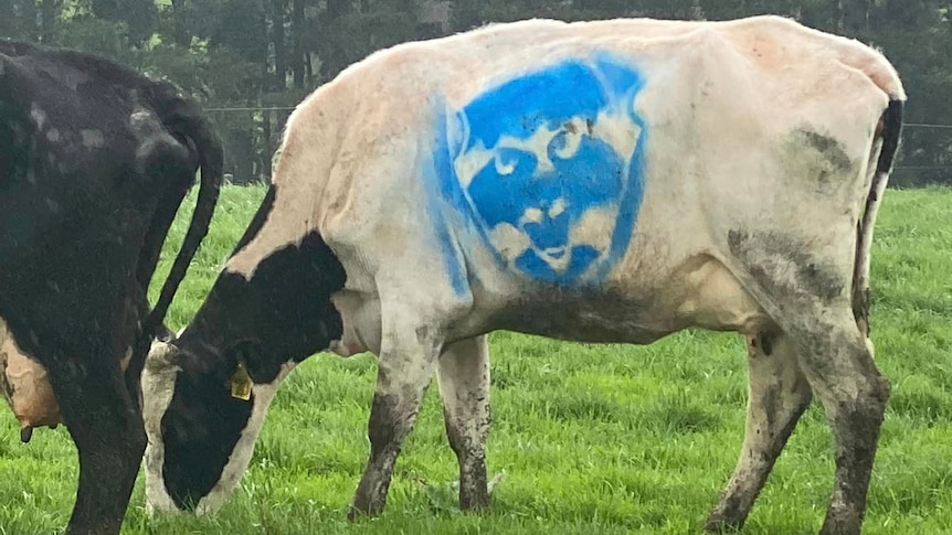 A cow with Geelong Cats logo painted on it