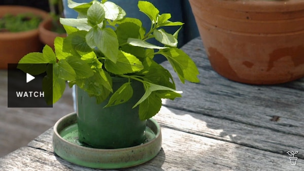 A pot plant sitting in a saucer of water on a timber outdoor table. Has Video.