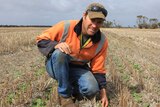 A man in jeans and a high-viz shirt kneels in a vast field with seedlings.