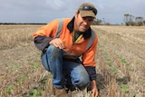 A man in jeans and a high-viz shirt kneels in a vast field with seedlings.