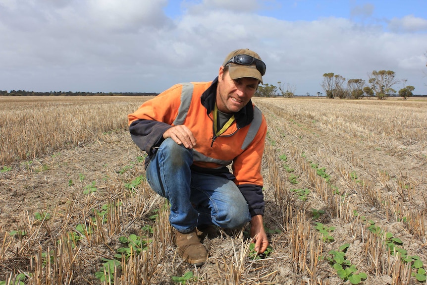 A man in jeans and a high-viz shirt kneels in a vast field with seedlings.