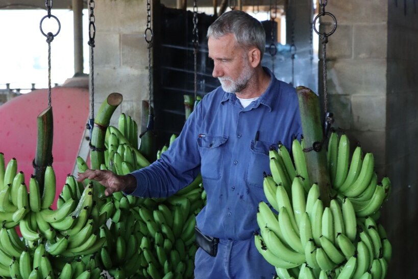 man in blue workshirt holds bunch of bananas