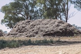A mound of organic matter in front of some trees