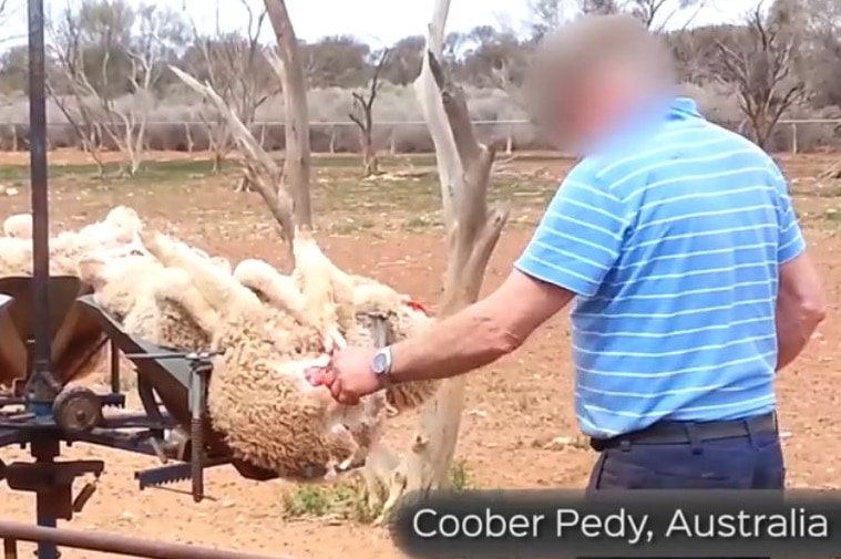 Snapshot of sheep muelsing a property alleged to be near Coober Pedy in South Australia