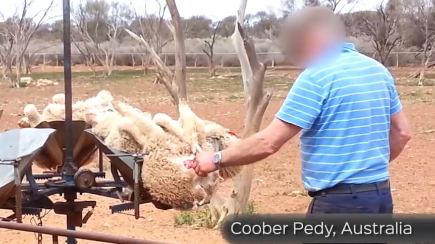 Snapshot of sheep muelsing a property alleged to be near Coober Pedy in South Australia