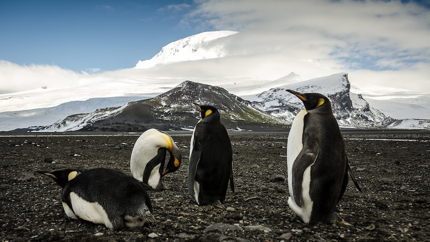Four king penguins on a wide pebbly expanse in front of icy mountains. Two are standing, one is lying down and one is grooming