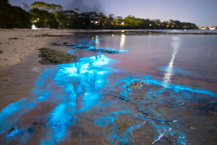 A beach lit up by bioluminescence, a blue neon glow.