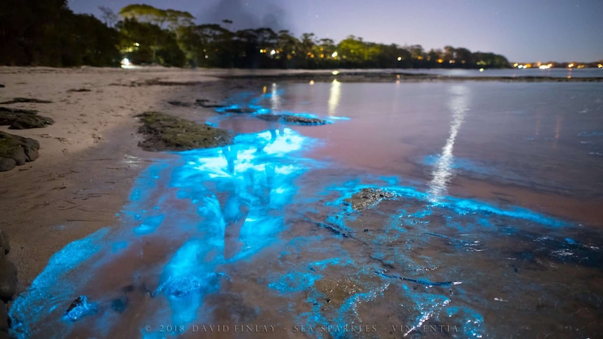 A beach lit up by bioluminescence, a blue neon glow.