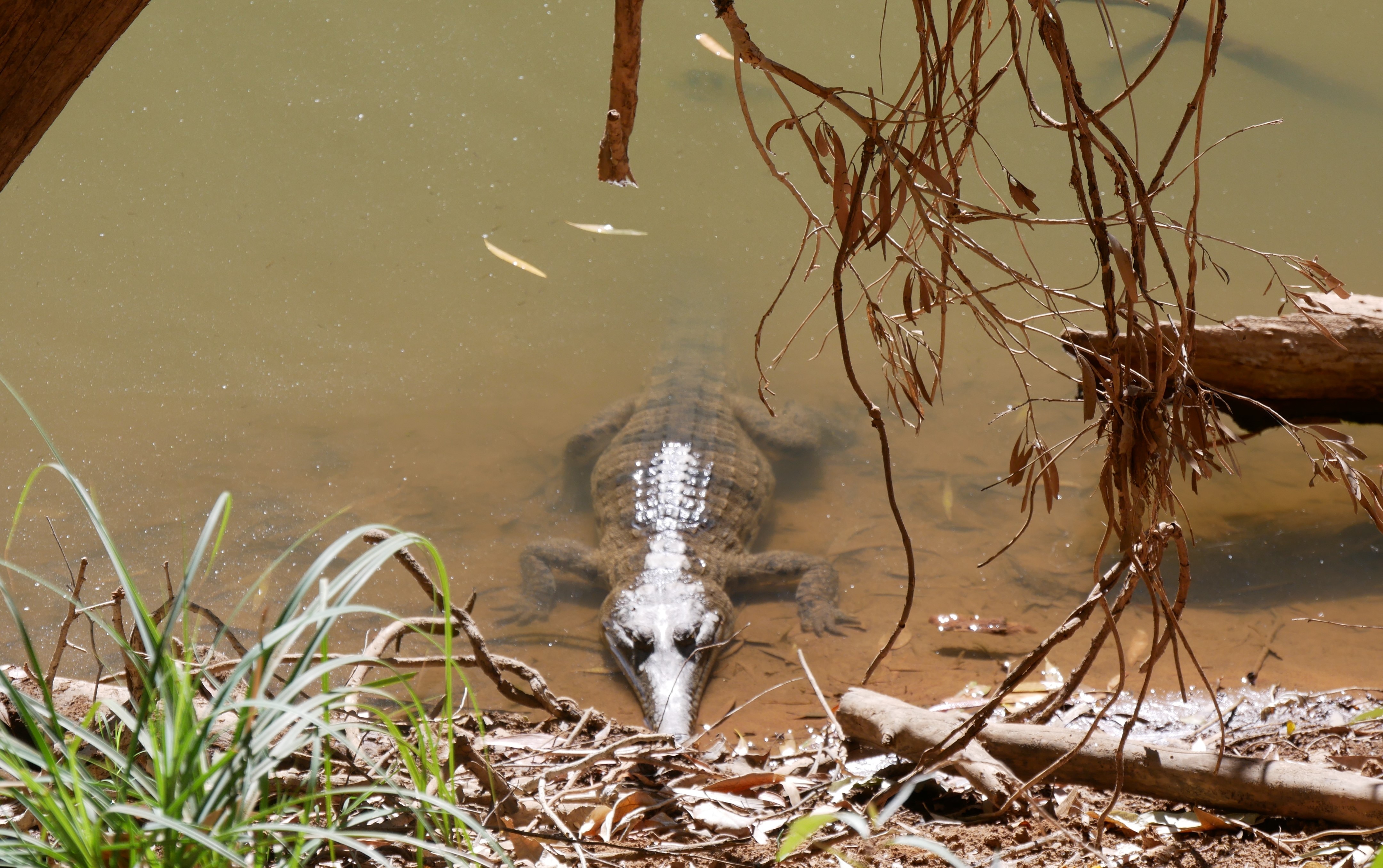 Freshwater crocodile at Bandilgnan