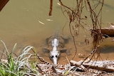 Freshwater crocodile at Bandilgnan