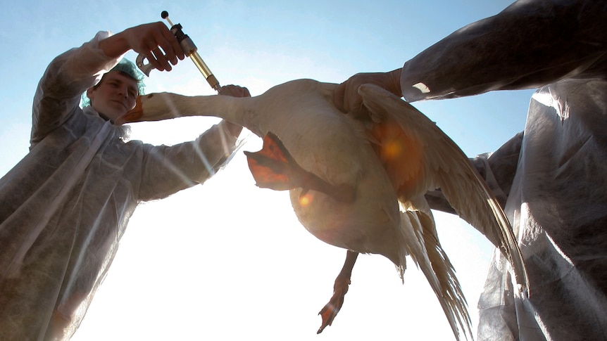 One veterinarian holds a goose while another injects it with a vaccine against bird flu.