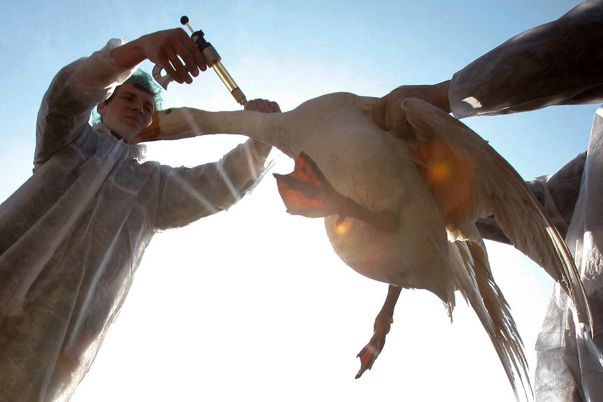 One veterinarian holds a goose while another injects it with a vaccine against bird flu.