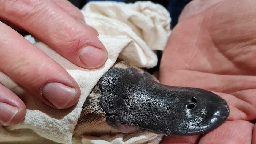 baby platypus in a in an ecologists hands
