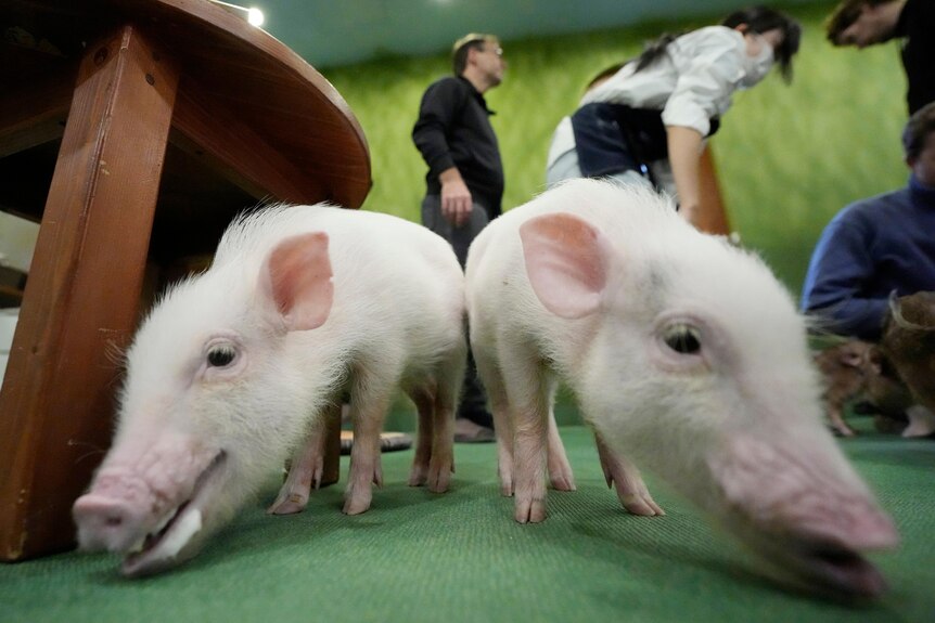 Two small pigs stand together in a green room.