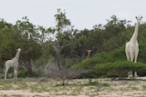 White giraffes stand among trees in Kenya.