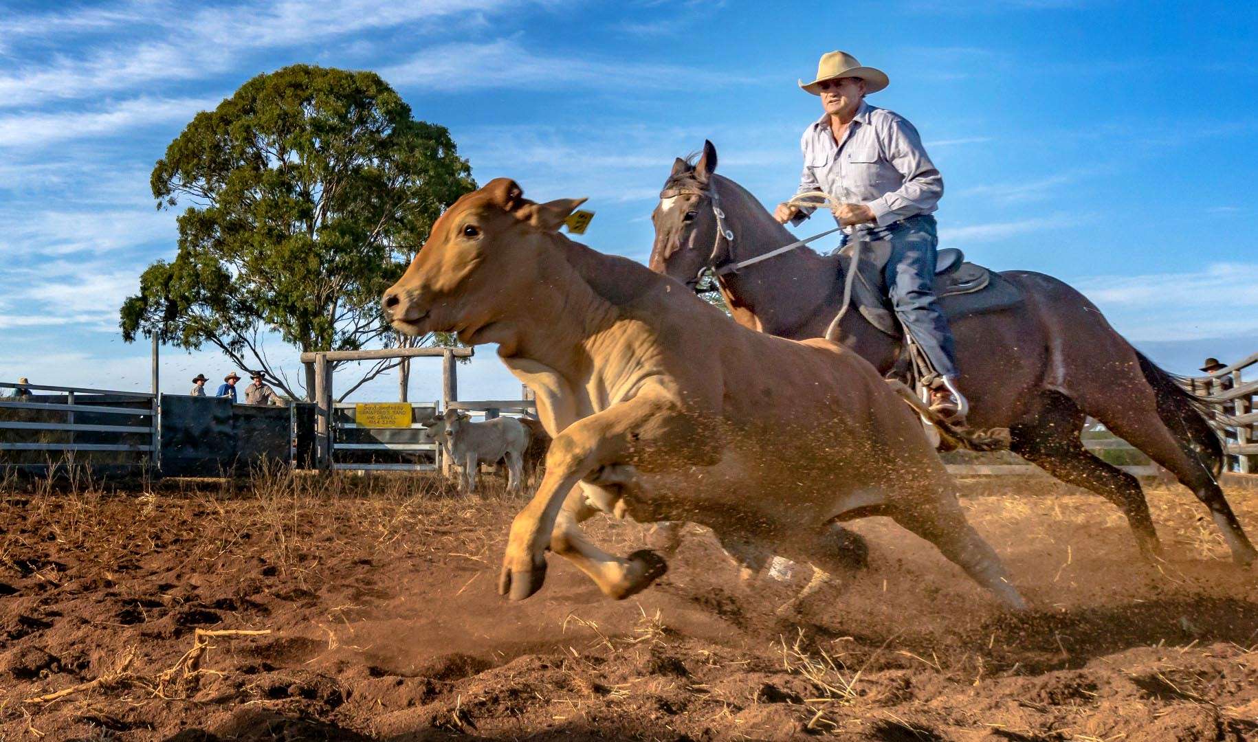 National campdraft competition cancelled over soaring cost of fuel