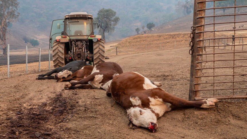 Three dead cattle lie on brown earth, being dragged by a tractor. Burnt paddocks and hills in the background.