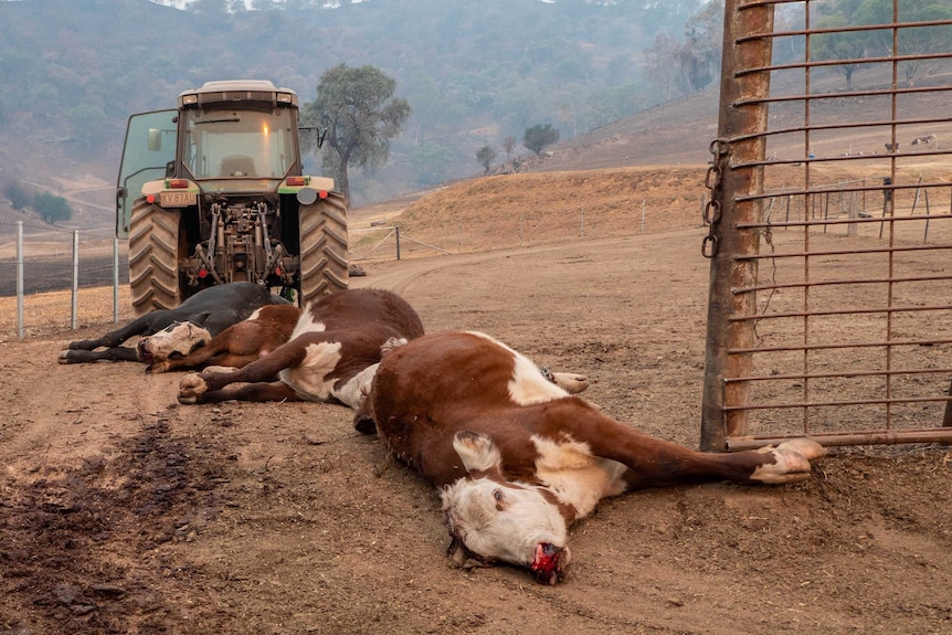 Three dead cattle lie on brown earth, being dragged by a tractor. Burnt paddocks and hills in the background.