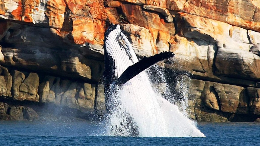 A whale off the Kimberley coast