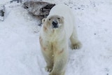 One polar bear looks up at the camera as a number of others mull around in the snow behind him.