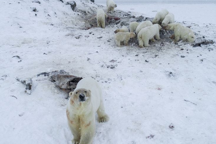 One polar bear looks up at the camera as a number of others mull around in the snow behind him.