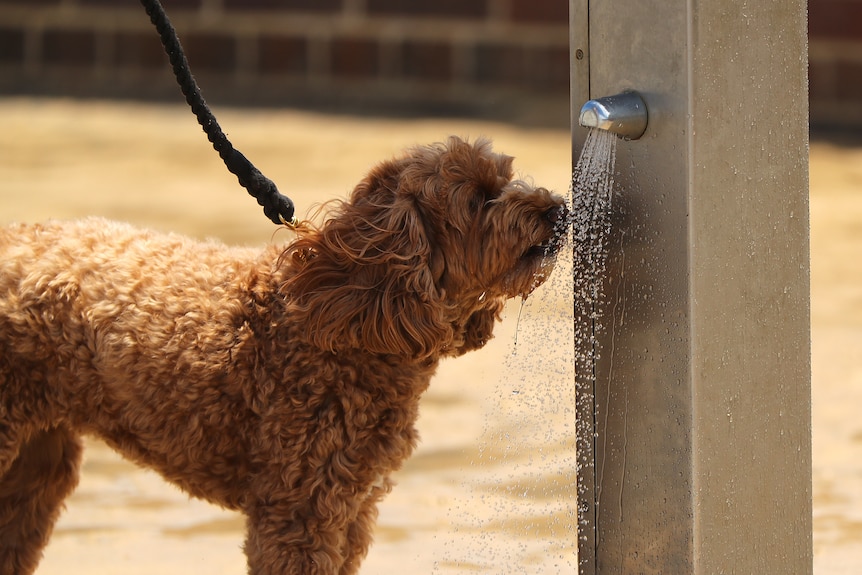a dog at the beach drinking from a water tap
