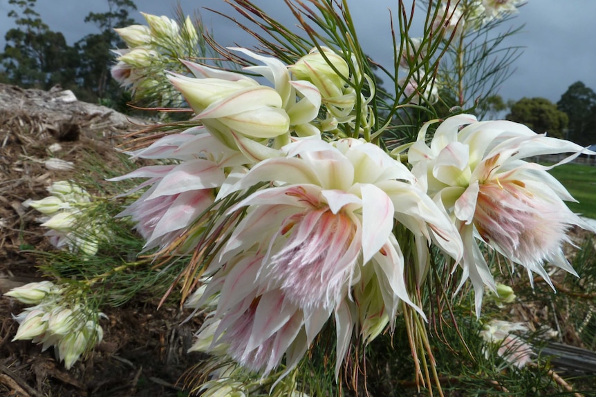 large white flowers with pointy petals on the outside and furry ones inside.