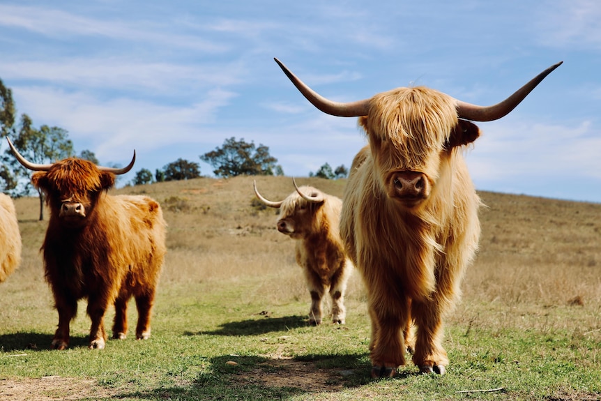 Three Highland Cattle staring at camera 