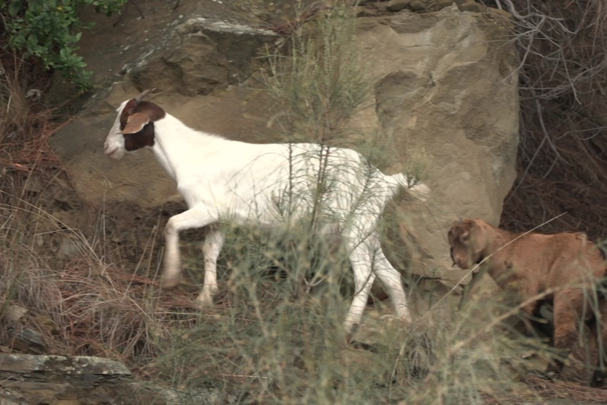 Feral goats in rocky bushland.