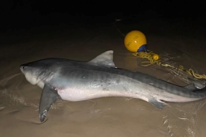 A dead shark sits on a beach at night with a drumline adjacent it